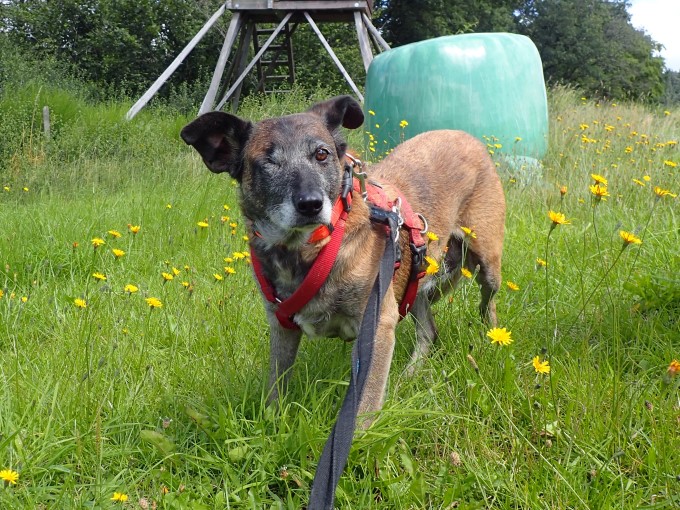 Unsere Hunde Gnadenhof Eifelhof Frankenau