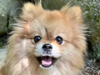 Otto