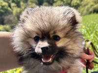 Puffeluff