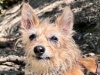 Sammy